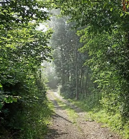 Brdjanka