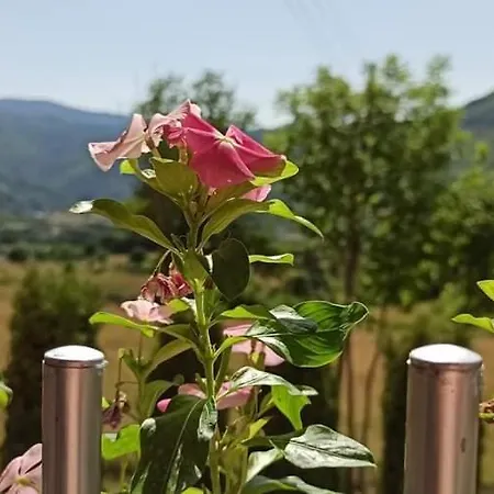 Brdjanka *