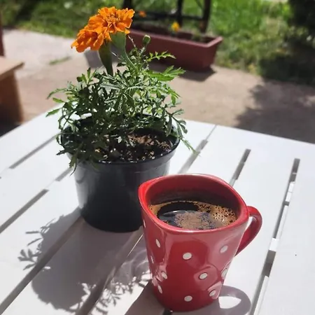 Проживание в семье Brdjanka